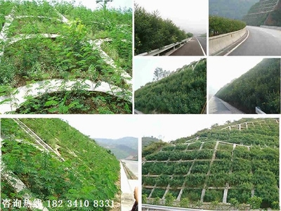 河南福建草籽種草噴播機(jī)施工現(xiàn)場草籽噴漿機(jī)
